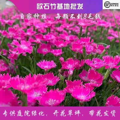 欧石竹花苗耐寒四季室外草坪易活