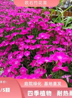欧石竹初吻花苗四季耐寒耐热