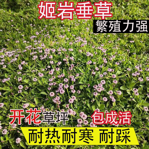姬岩垂草地被开花好养草坪