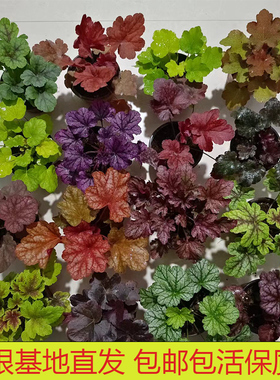 矾根大苗植物盆栽庭院耐寒耐热四季绿化花卉阳台花园鲜花绿植易活