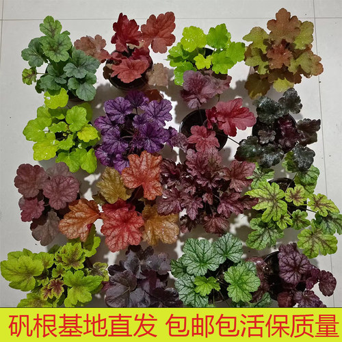 矾根大苗植物盆栽庭院耐寒耐热四季绿化花卉阳台花园鲜花绿植易活