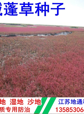 碱蓬种子盐碱海边湿地卤蓬草观赏食用黄须菜护坡绿化翅碱蓬草种籽