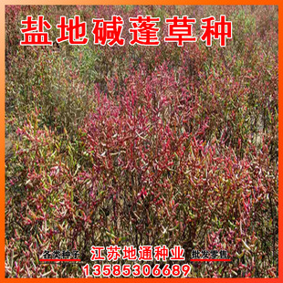 盐地碱蓬草种子耐盐碱湿地沙地荒地卤蓬黄须菜护坡红色翅碱蓬种籽