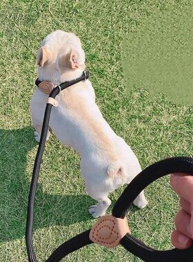 Dog Leash Slip Rope Lead Leash Heavy Duty Braided Rope Loop