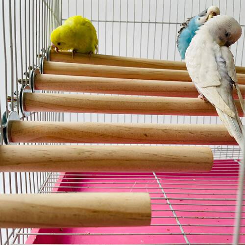 Parrot Pet Raw Standing Stick Wood Hanging Stand Rack Toy St