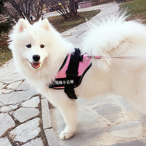 K9 Pet Leash Pet Chest Strap Dog Leash Dog Leash Dog Leash D