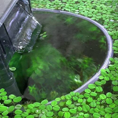 Fish Tank Floating Plant Fence Improve aquarium Water Qualit