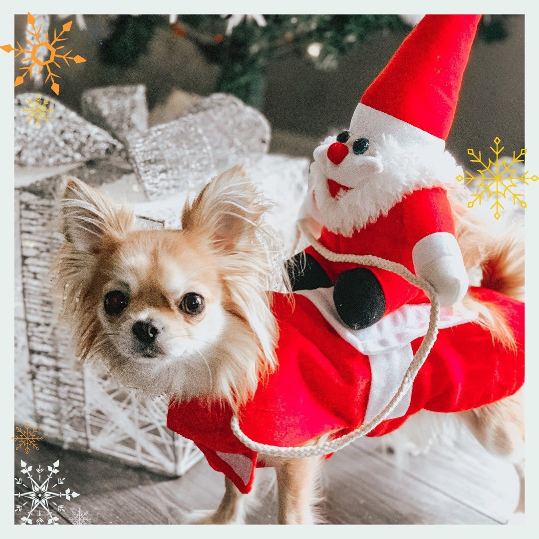 Dog Cat Medium And Large Dog Golden Retriever Christmas Cat