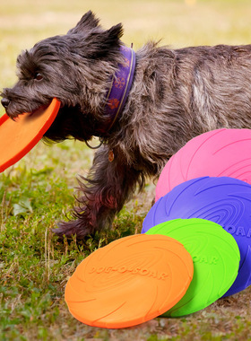 dog frisbee golden retriever edge animal training dog practi