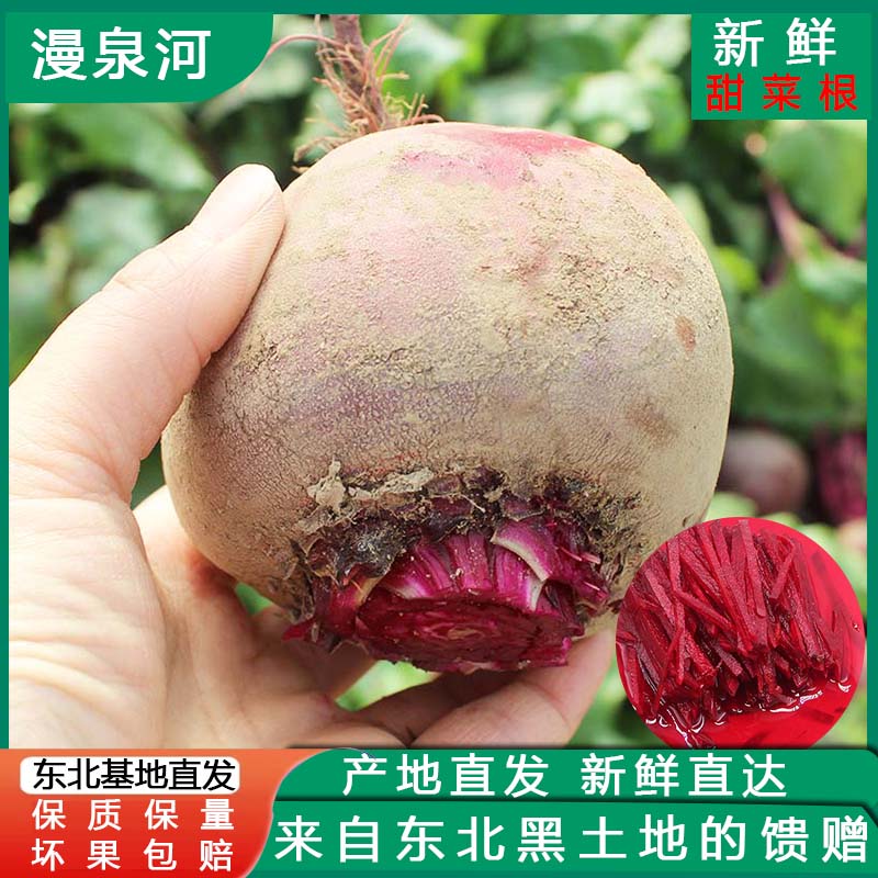 徐州新鲜甜菜根 颜色更红 红菜头 紫菜头 蔬菜面果蔬馒头坏果包赔
