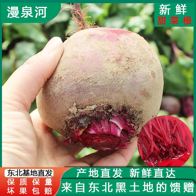 现挖甜菜根东北基地直发坏果包赔