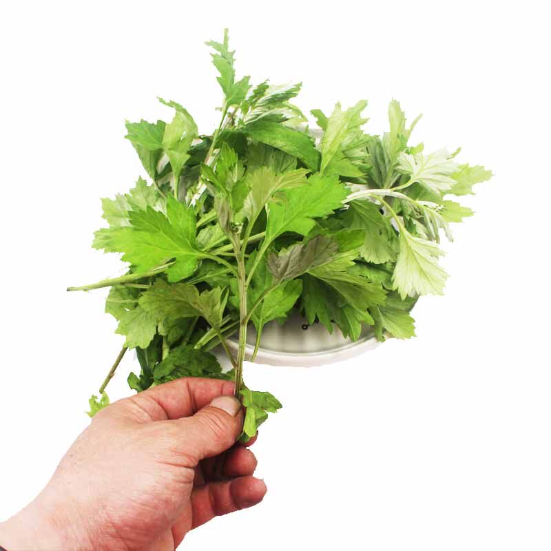 漫泉河 新鲜艾叶 艾草 鲜嫩艾叶草 清明糍粑生艾草纯现摘食750g|msdalam kategori daging perikanan/Buah-buahan segar dan sayur-sayuran/dimasak, sayur-sayuran segar/Vegetable Products, Jingcai - dari Buy2taobao.com untuk memberikan perkhidmatan ejen Taobao profesional membeli