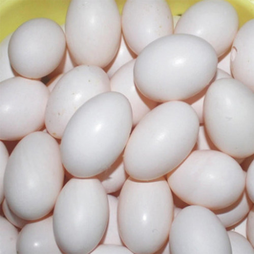 新鲜顺丰包邮鸽子蛋10枚