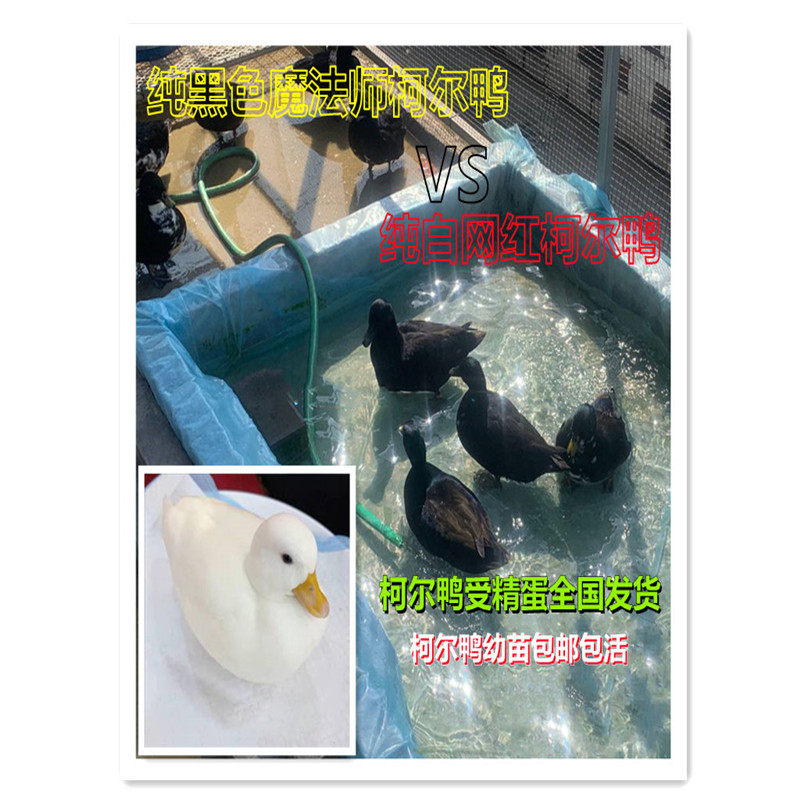 黑色魔法师围兜柯尔鸭异色可达鸭受精蛋幼鸭小苗全国发货顺丰包邮