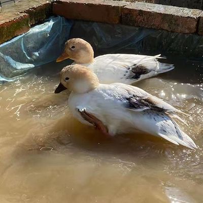 异色柯尔鸭科尔鸭网红宠物鸭可达鸭柯儿鸭种蛋受精蛋鸭苗顺丰包邮