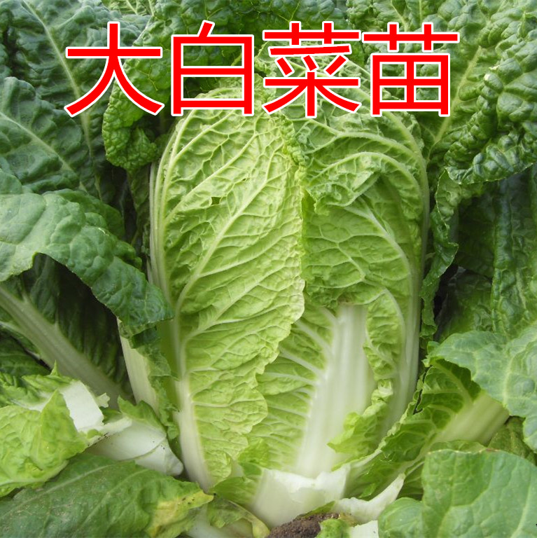 蔬菜红色种子秋季大白菜包邮