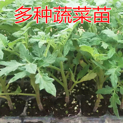 可混搭蔬菜秧苗幼苗辣椒番茄