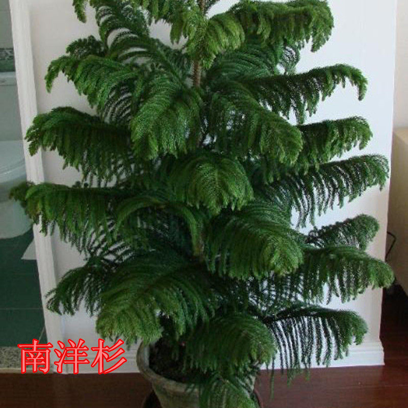 南洋杉大苗南洋杉盆景四季常青异叶南洋杉小南洋杉庭院绿化苗木