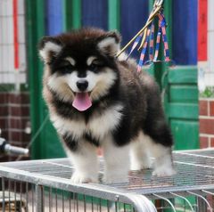 纯种阿拉斯加幼犬活体巨型红棕色灰桃阿拉斯加犬哈士奇幼犬宠物狗