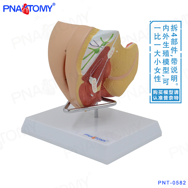 子宫模型女性生殖人体解剖模具