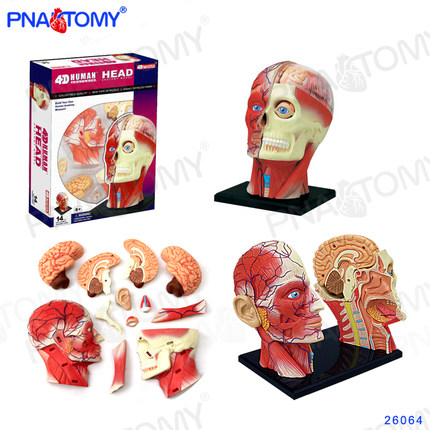 4D MASTER 肌肉头骨带脑模型 脑神经科医用模型礼品拼装玩具26064