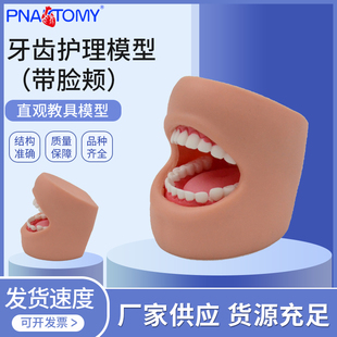 1比1牙齿护理模型(带脸颊)口腔教学演示教具腭牙冠牙龈牙弓解剖