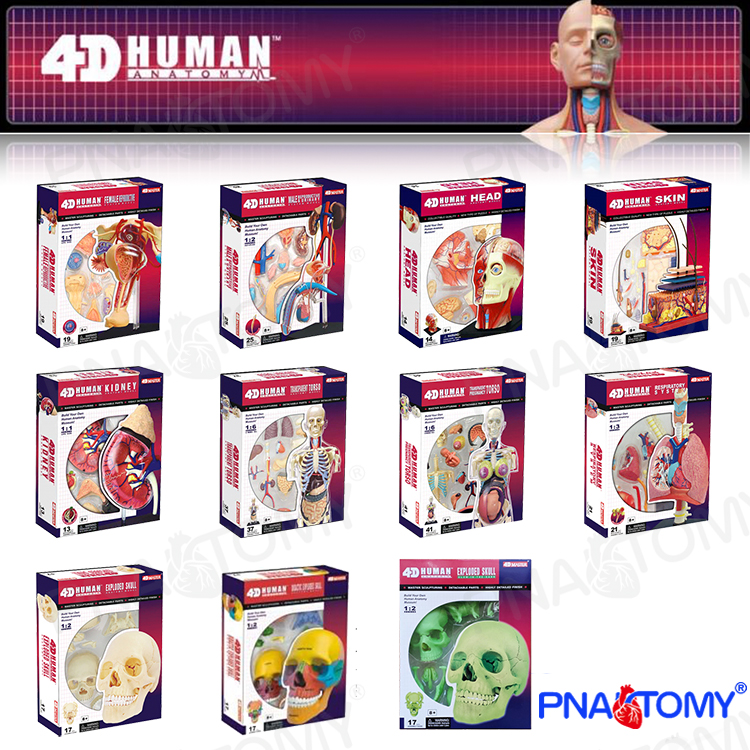 4DMASTER人体拼装玩具益智礼品