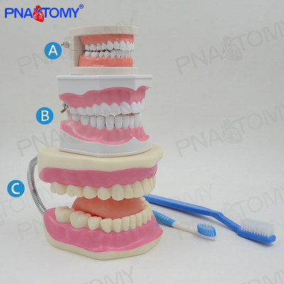 牙科牙齿模型幼儿园口腔科教学刷牙教具牙医诊所摆件假牙备牙医用