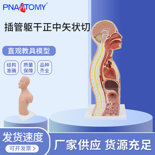 鼻饲管气管造口术人体躯干解剖模型矢状切口鼻咽喉气管食道胃插管