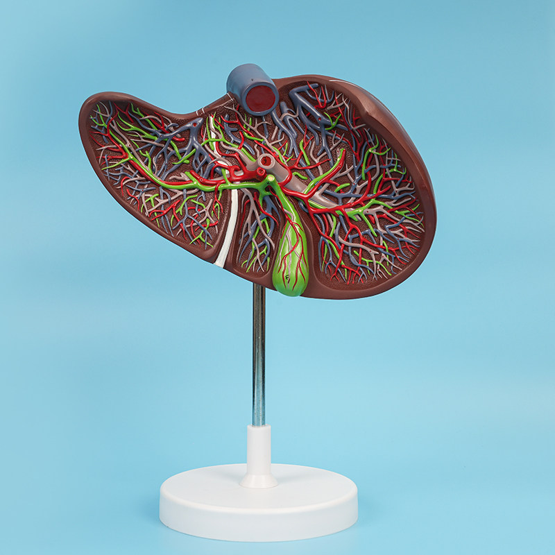 人体肝胆囊血管肝脏内脏器官解剖模型医学消化外科肝胆科医用标本