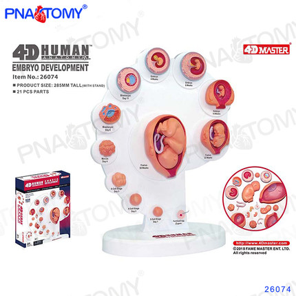 4D MASTER胚胎发育模型胎儿成长妇科展示模型受精卵生物教学模型