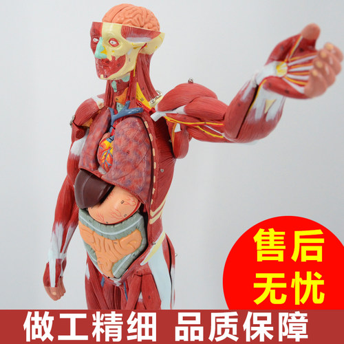 人体肌肉模型可拆卸人模型全身肌肉解剖骨骼艺用肌肉起止点医用 - 封面