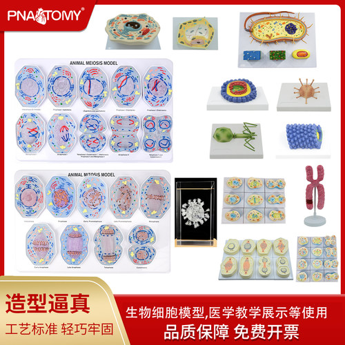 动植物细胞模型病毒噬菌体教具
