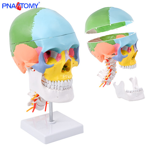 PNATOMY人体头骨模型 1比1彩色颅骨解剖教学口腔教具颈椎神经血管