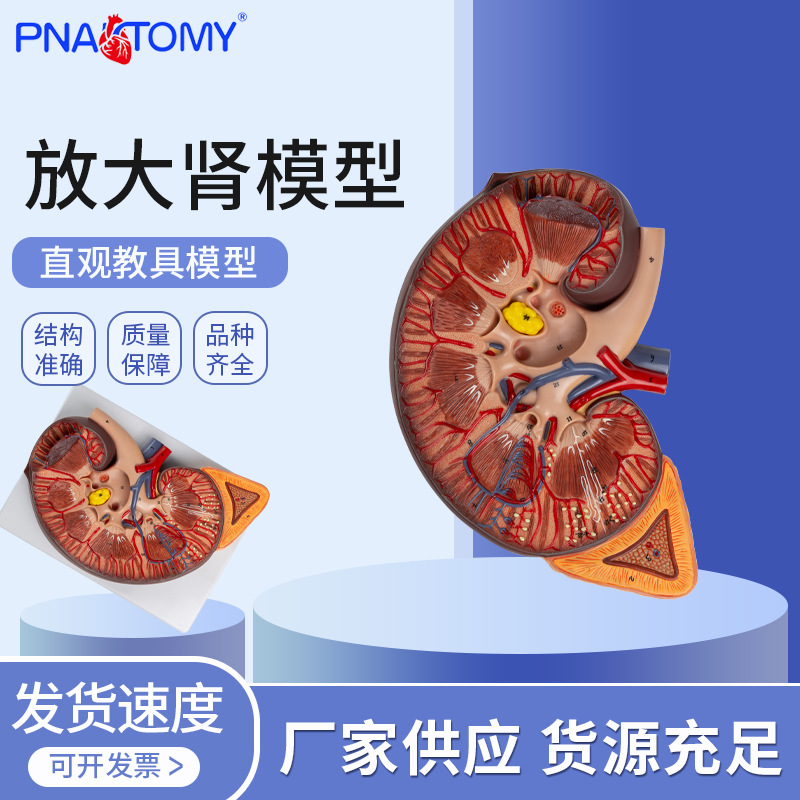 PNATOMY放大肾脏解剖模型