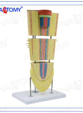 Pnatomy 植物根模型双子叶根冠模型细胞结构学校生物教学解剖模型