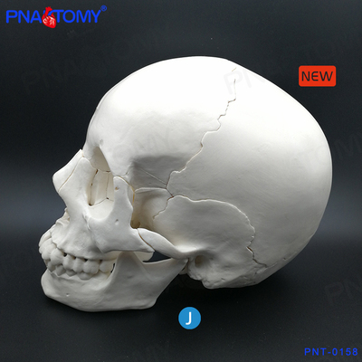 PNATOMY 1比1真人大小可拆头颅骨模型22部件医用口腔专业教学头骨