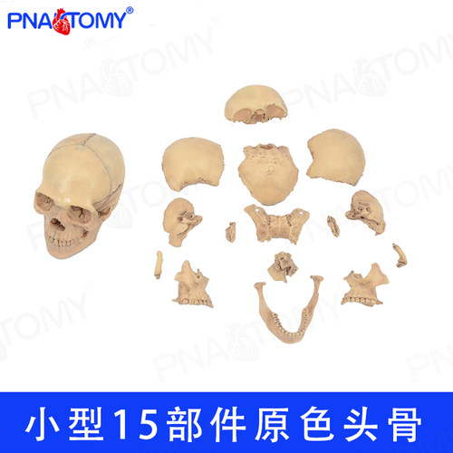 口腔教学头骨模型PNATOMY