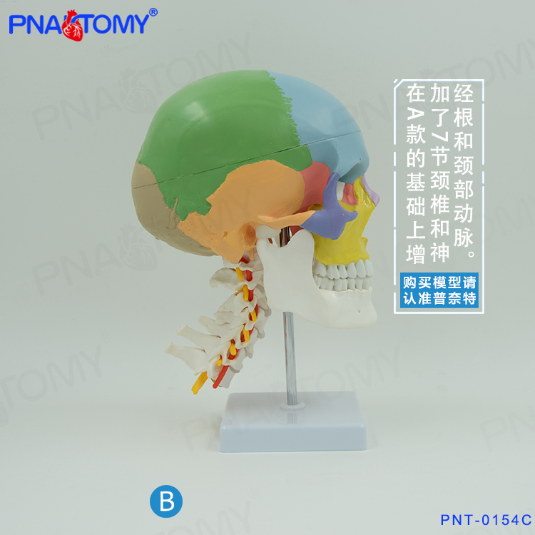 PNATOMY彩色分离骨模型颅骨带颈椎动脉血管神经模型医用心脑血管