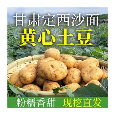 正宗甘肃定西土豆黄心沙面马铃薯2023新鲜洋芋现挖现发5斤9斤包邮