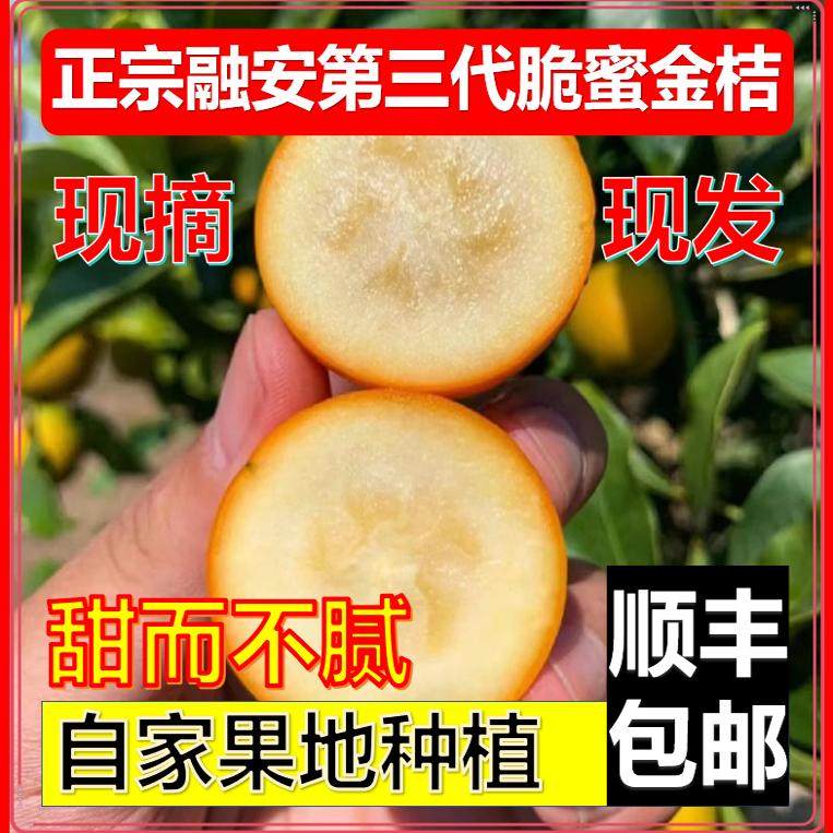 广西融安脆蜜金桔第三代脆密金桔新鲜纯甜水果无籽孕妇当季包邮,水产肉类/新鲜蔬果/熟食,桔子,淘宝优惠券,粉丝福利购,淘宝优惠卷