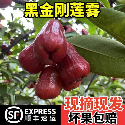 正宗云南黑糖芭比莲雾网红补水仙女果当季水果出口品质超级甜顺丰