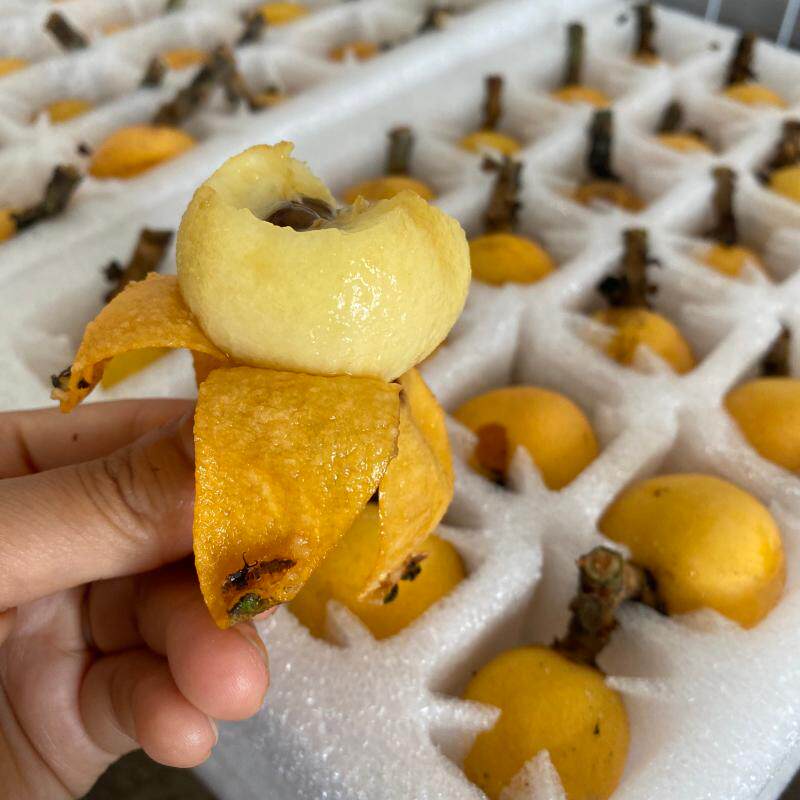 五月超甜苏州东山白玉枇杷珍珠小果天然野生新鲜水果96粒装