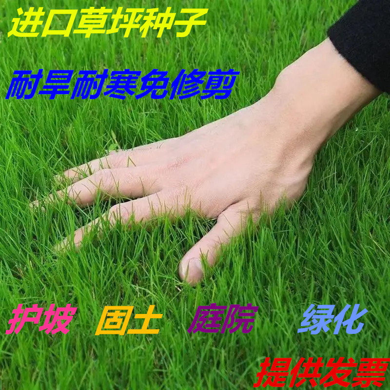 四季青免修剪狗牙根护坡草坪种子