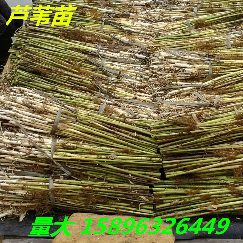 芦苇苗芦苇根苗黄菖蒲苗香蒲苗蒲苇苗水生植物净化水质防土固坡