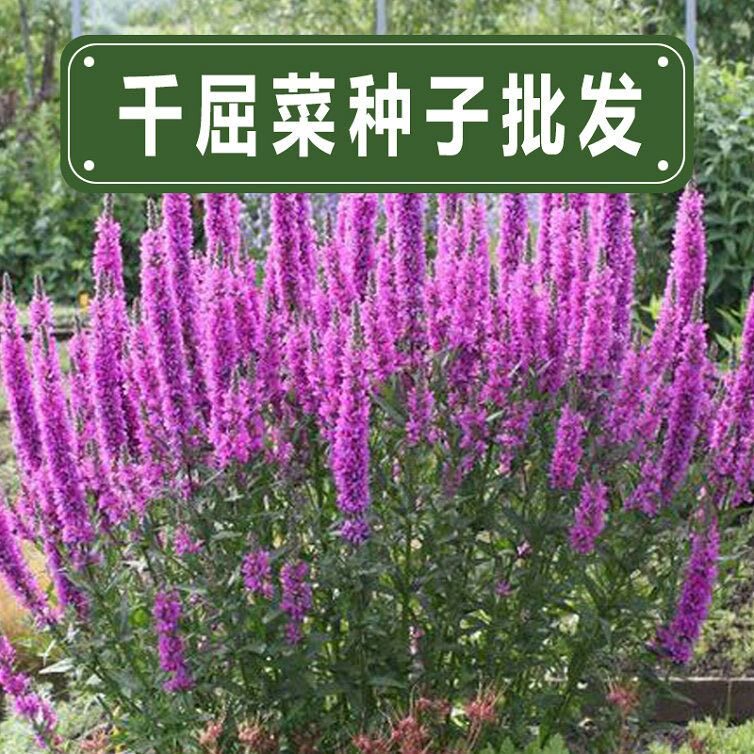 千屈菜种子挺水水生植物花籽多年生耐寒宿根草籽湿地防土固坡