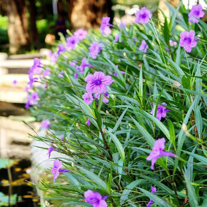 翠芦莉花种子盆栽室外庭院地栽花卉植物多年生好养易活