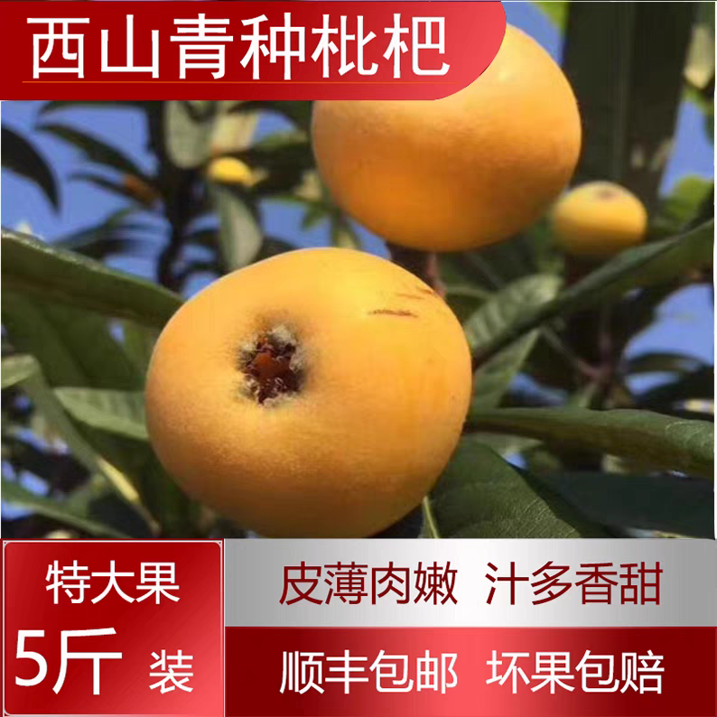 西山青种枇杷 礼盒装 苏州特产水果 新鲜采摘 顺丰包邮到家