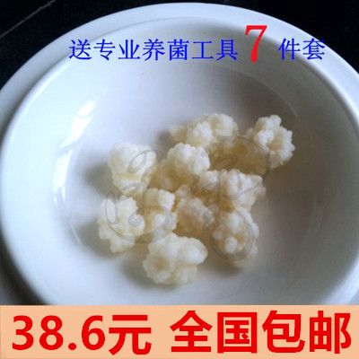 直径1厘米包邮！天山雪莲菌藏灵菇菌自制酸奶菌种开菲尔菌kefir