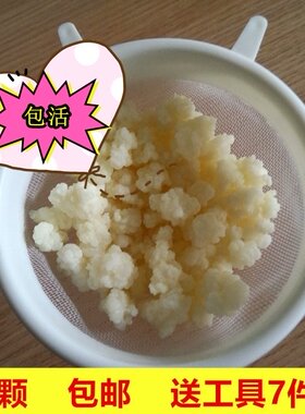 全国包邮！40颗天山雪莲菌藏灵菇菌自制酸奶菌种 奶开菲尔菌kefir